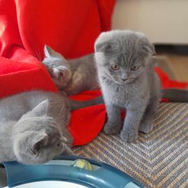 Cuccioli Scottish fold e Scottish straight 