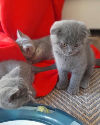 Cuccioli Scottish fold e Scottish straight 
