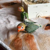 Pulli Inseparabili fischer