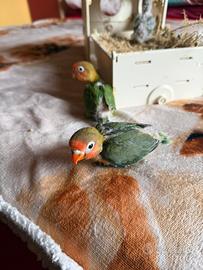 Pulli Inseparabili fischer