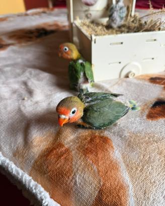 Pulli Inseparabili fischer