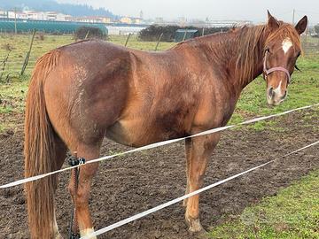 Quarter horse