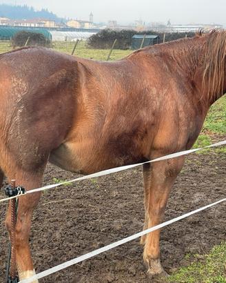Quarter horse