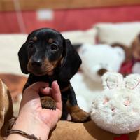 Cuccioli bassotti tedeschi nani kaninchen pedigree