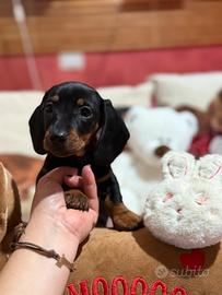 Cuccioli bassotti tedeschi nani kaninchen pedigree