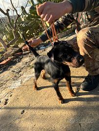 Jagd Terrier
