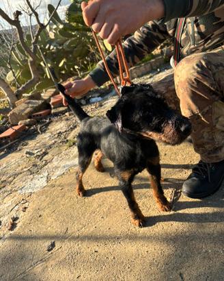 Jagd Terrier