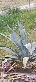 Pianta di AGAVE Americana 