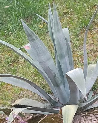 Pianta di AGAVE Americana 
