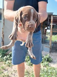 Cuccioli da Tartufo
