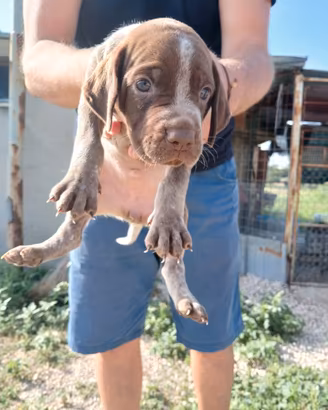 Cuccioli da Tartufo