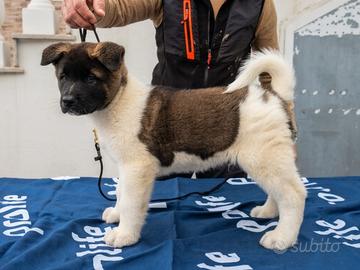 Akita americano