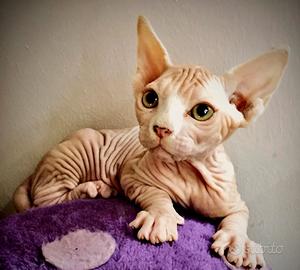 Cucciola di Sphynx