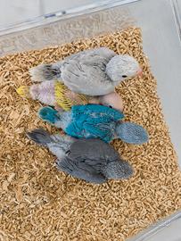 Pulli Parrocchetto Dal collare