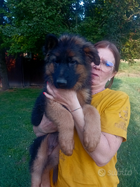 Cuccioli di Pastore Tedesco pelo lungo