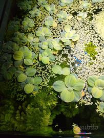 Piante per acquario