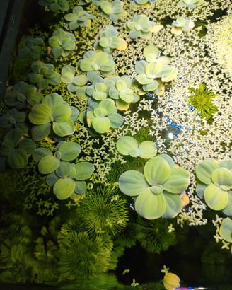 Piante per acquario
