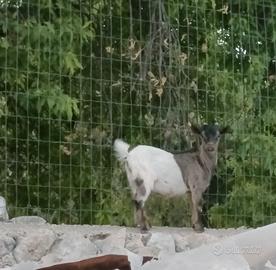 Capretti tibetani
