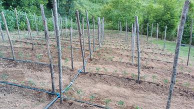 Terreno agricolo gratis