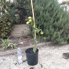 pianta limoni