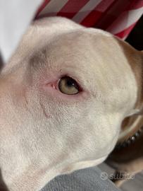 Pitbull maschio per accoppiamento
