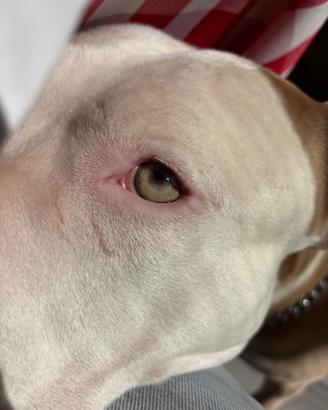 Pitbull maschio per accoppiamento