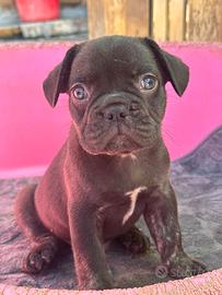 Bulldog francese