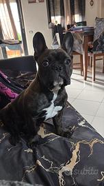 Bulldog francese