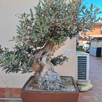 Bonsai ulivo