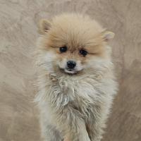 Volpino spiz di Pomerania nano