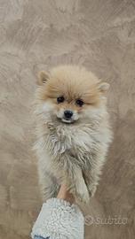 Volpino spiz di Pomerania nano