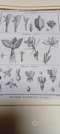 2 stampe antiche di botanica originale 1770