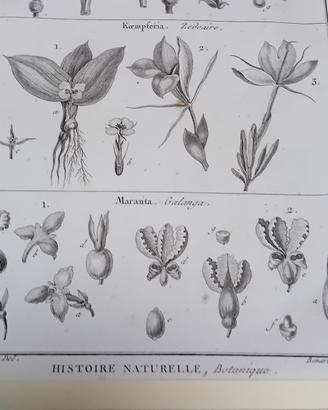 2 stampe antiche di botanica originale 1770