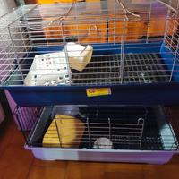 due gabbie con 4 mesi di vita 