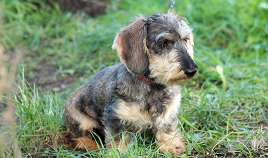 Bassotto Tedesco a pelo forte da caccia