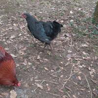 Gallo Australorp