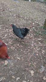Gallo Australorp