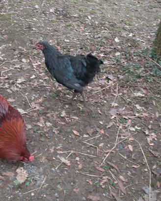 Gallo Australorp