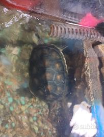 Tartarughe con acquario