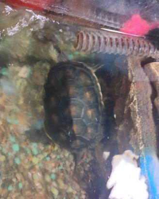 Tartarughe con acquario