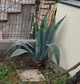 Agave 