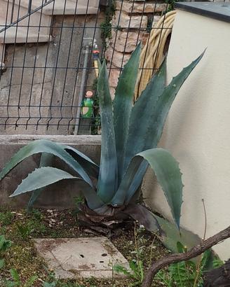 Agave 