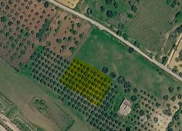 Terreno agrícolo con alberi