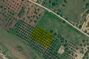 Terreno agrícolo con alberi