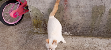 Gatto maschio siamese redpoint