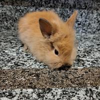 Coniglio nano testa di leone