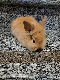 Coniglio nano testa di leone