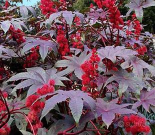 10 semi di Ricinus Communis ornamentale 