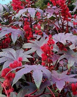10 semi di Ricinus Communis ornamentale 