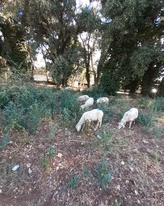 Pecore